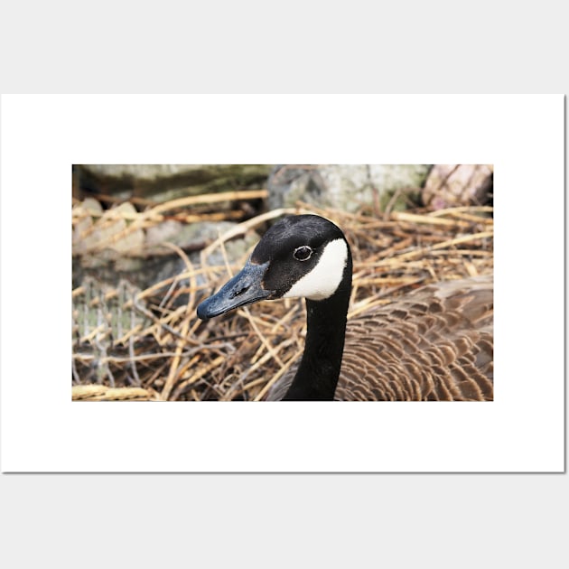 Canada Goose Resting On Her Nest Wall Art by BackyardBirder